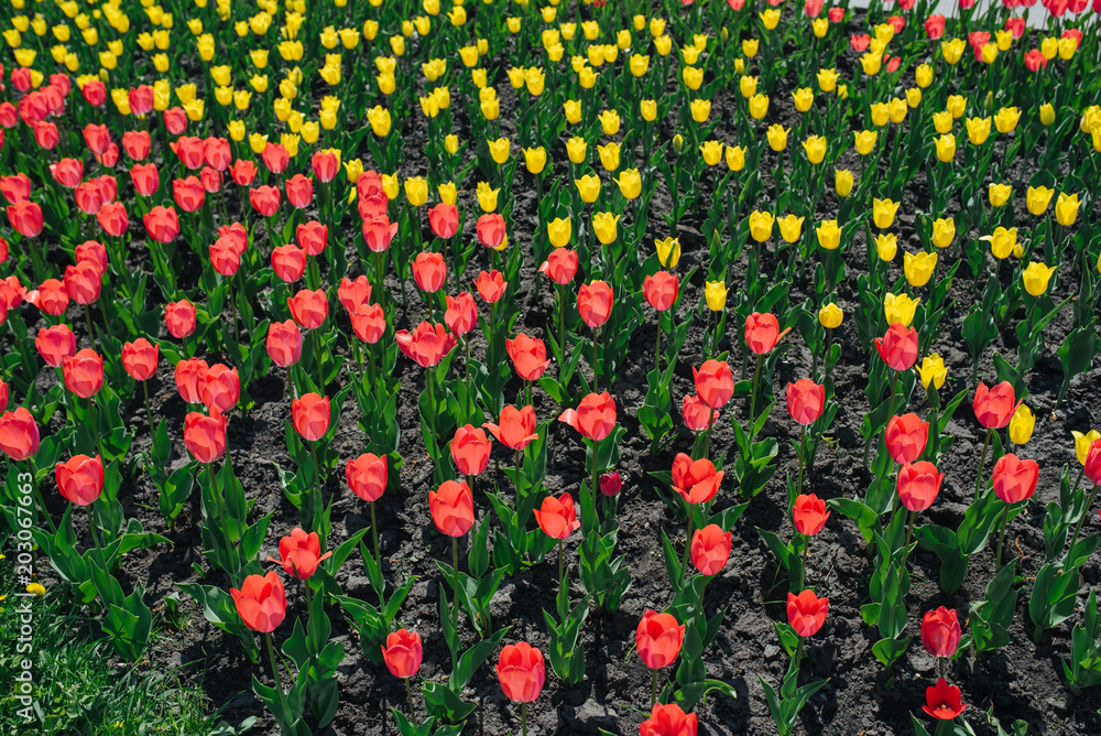Red and yellow tulips in spring city garden. Spring floral photo background