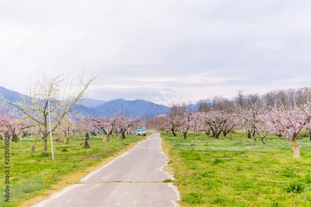 Beautifu flowers in the spring,Japanese plum blossoms (Ume Flower)  with   sky  background.