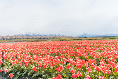 Tulips  in the background   the town of Asahi in Toyama Prefecture  Japan.