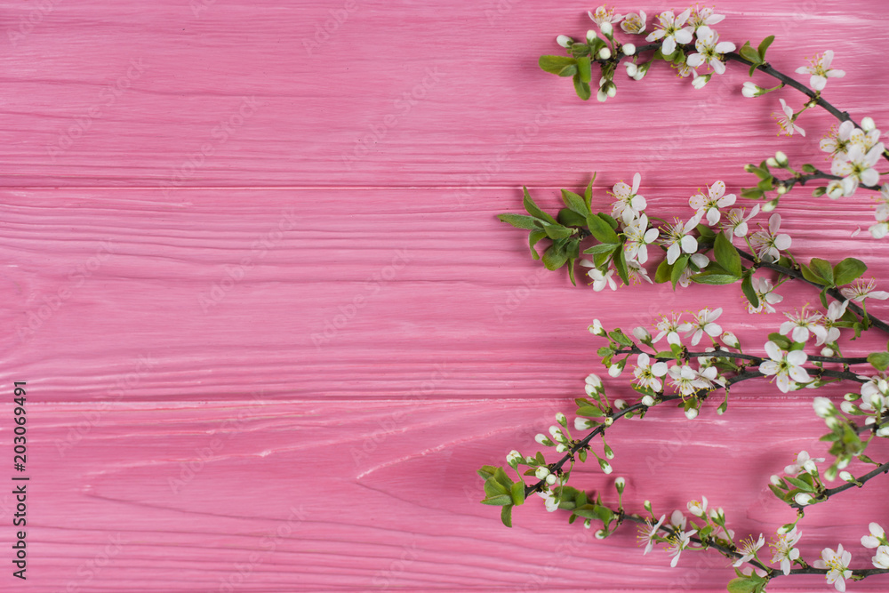 Pink wooden background with flowering cherry branches