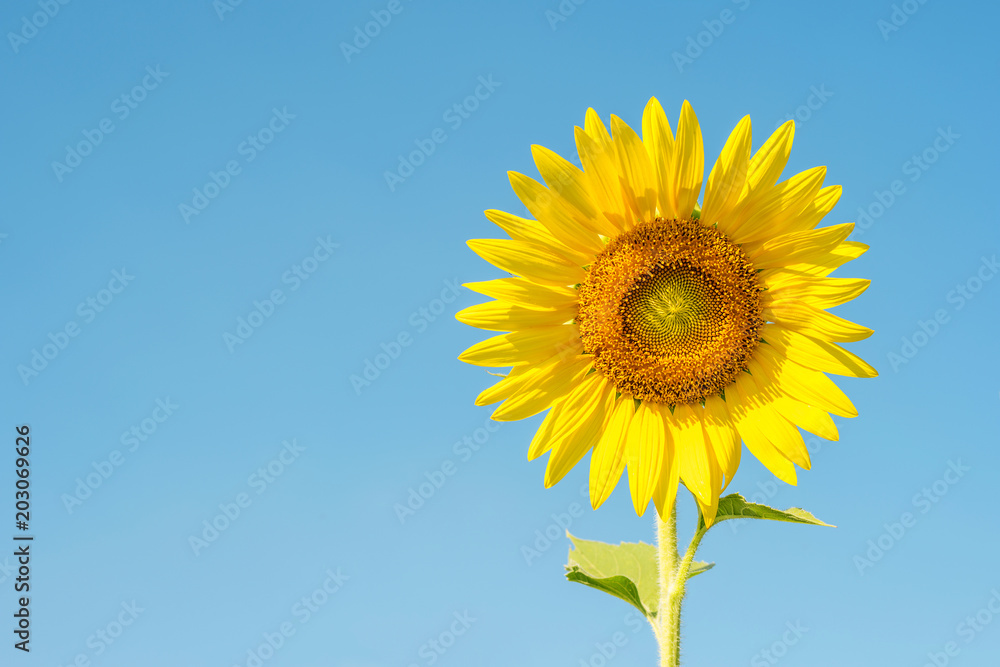 sun flower on blue sky for background. sun flower on blue sky for background.