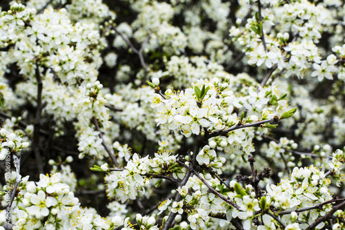 Blooming or blossoming apple tree with white flowers in springtime. photo