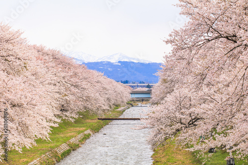 Cherry blossom trees or sakura  along the bank of Funakawa River in the town of Asahi , Toyama Prefecture  Japan. photo