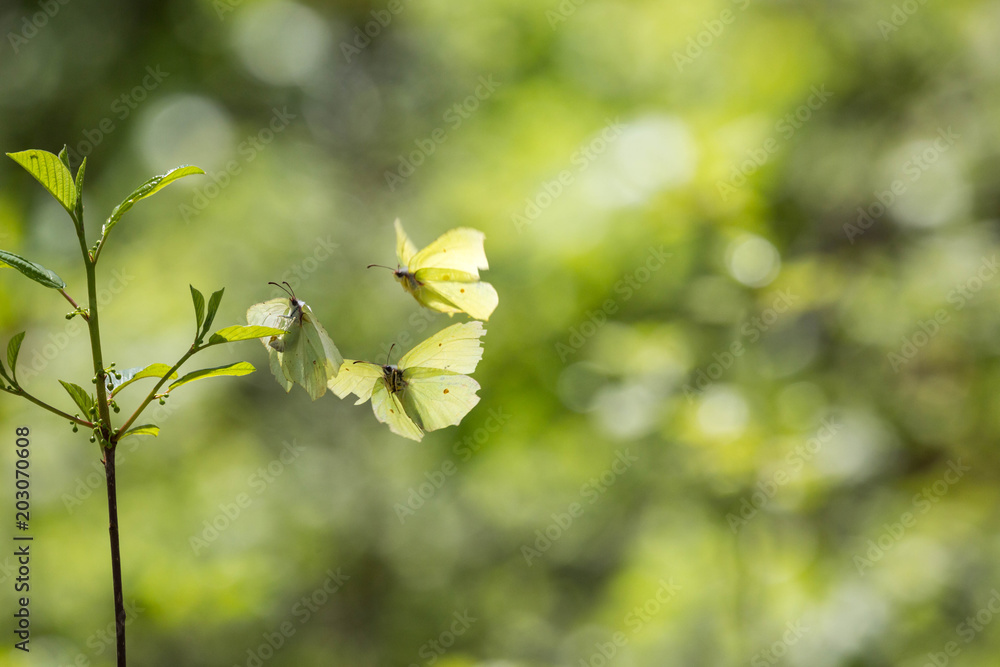 Zitronenfalter im Frühling beim Liebesspiel Zitronenfalter im Frühling beim Liebesspiel