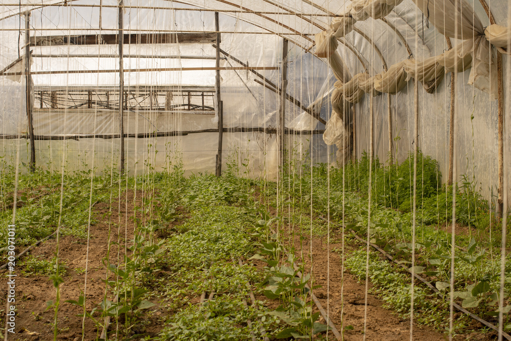 Fototapeta premium çiçek bahçeleri