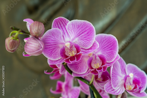 Orchideen in pink vor holz Hintergrund