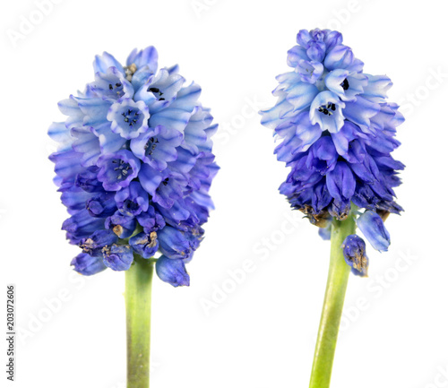 Two blue flowers of azure grape hyacinth or Pseudomuscari azureum (synonym Muscari azureum) isolated on white background photo