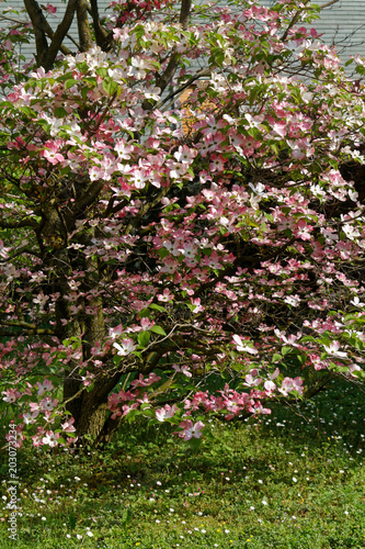 Wallpaper Mural Fresh spring flowers in sunny day, bush in bloom Torontodigital.ca