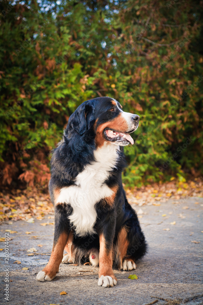 Bernese mountain dog walking in autumn park Bernese mountain dog walking in autumn park