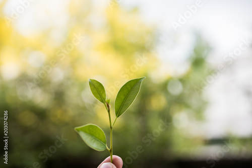 holding young plant in hand