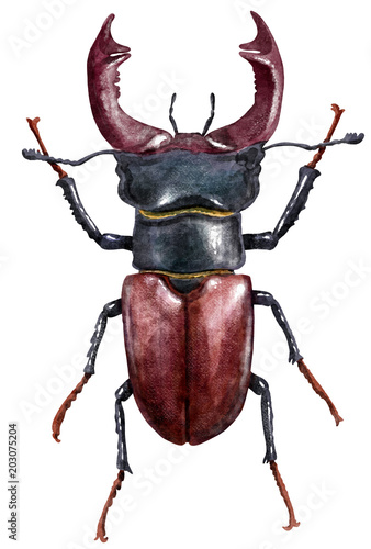 Lucanus watercolor illustration, isolated on white