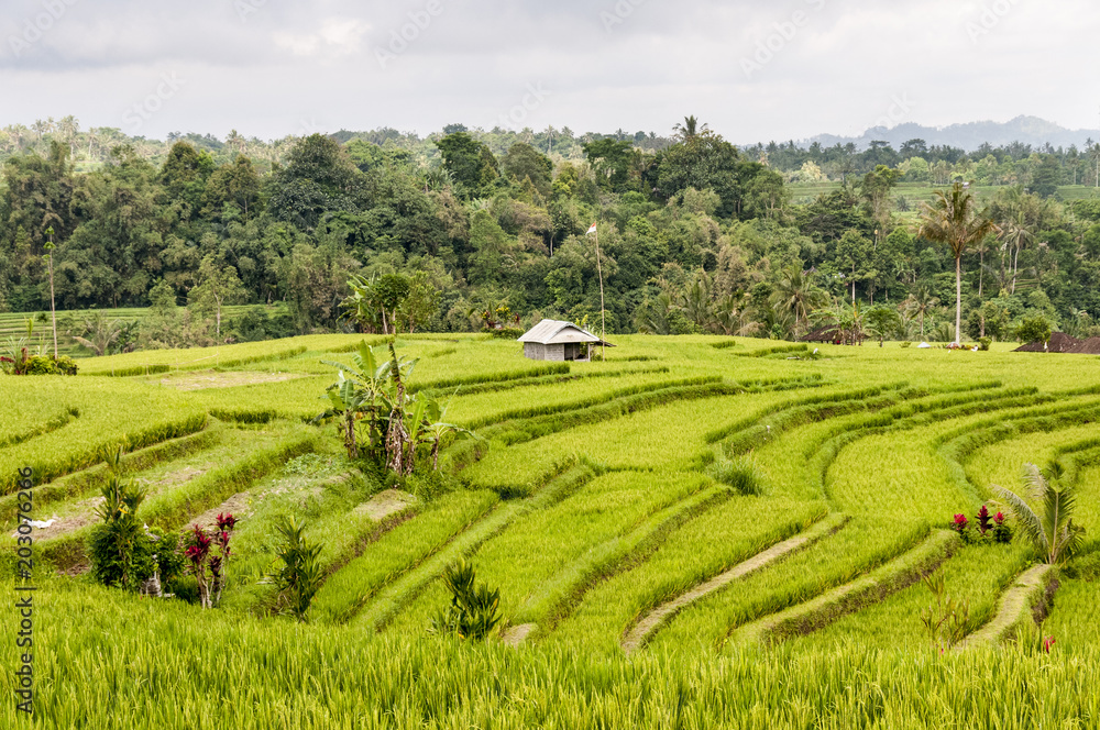 Rice field terrace Bali
Indonesia