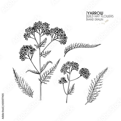Hand drawn wild hay flowers. Yarrow milfoil. Medical herb. Vintage engraved art. Botanical illustration. Good for cosmetics, medicine, treating, aromatherapy, nursing, package design field bouquet.