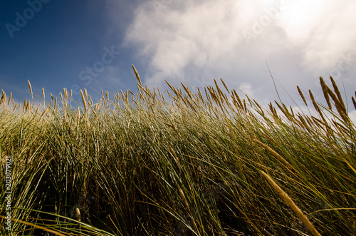 Marram Grass blowing in the Wind photo
