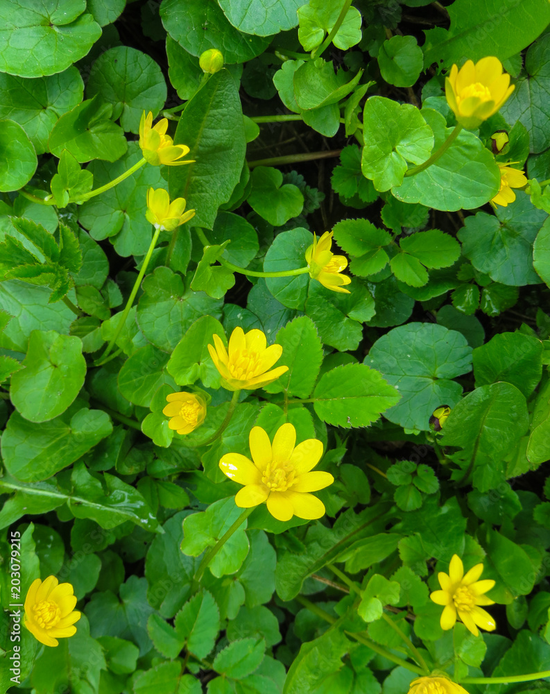 The first spring flowers in the wild forest.
