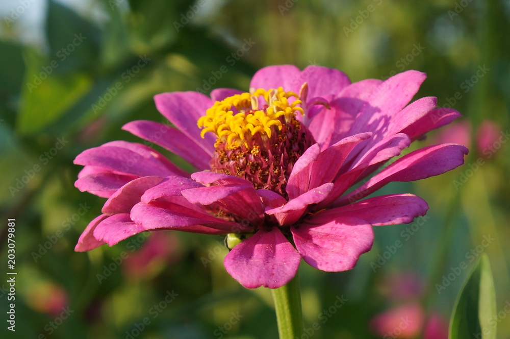 Pink Dahlia. Close up