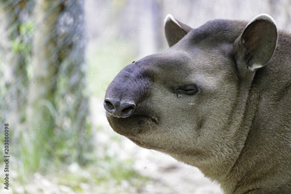 the South American tapir or Tapirus terrestris the South American tapir or Tapirus terrestris