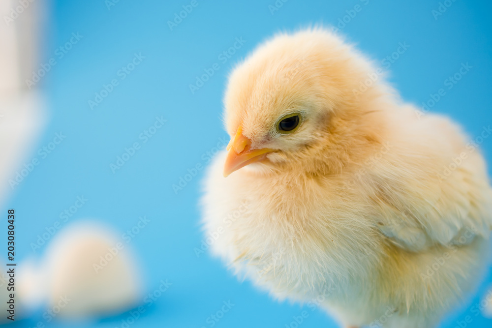 Obraz premium Newborn yellow chicken and broken eggs.