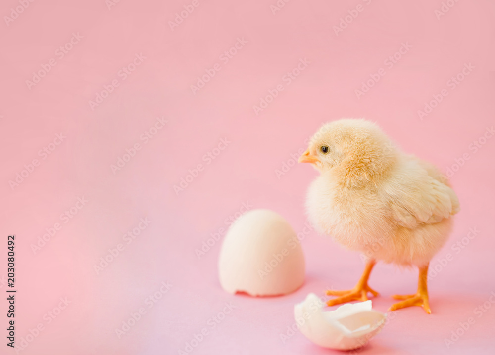 Newborn yellow chicken and broken eggs. Newborn yellow chicken and broken eggs.