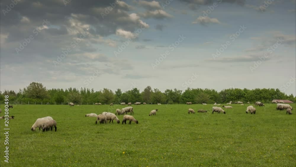 Herd of the grazed sheep on the suburb of Hanover. Time lapse.