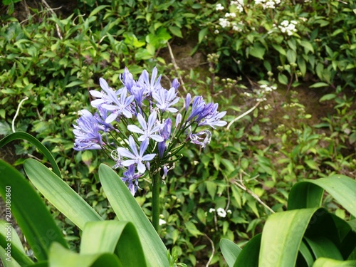 Fleur d'agapanthe bleue de Madère. Portugal