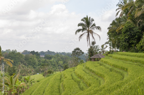 Rice field terrace Bali Indonesia