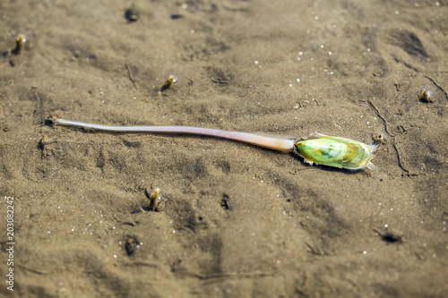 Lamp shell (Haipakeped or root shell)Live on Dutch beach at Don Hoi Lot,Samut Songkhram Province,Thailand
 photo