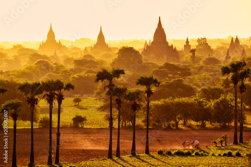 Colorful bright sunrise in with temples, fields and working cattle, Bagan photo