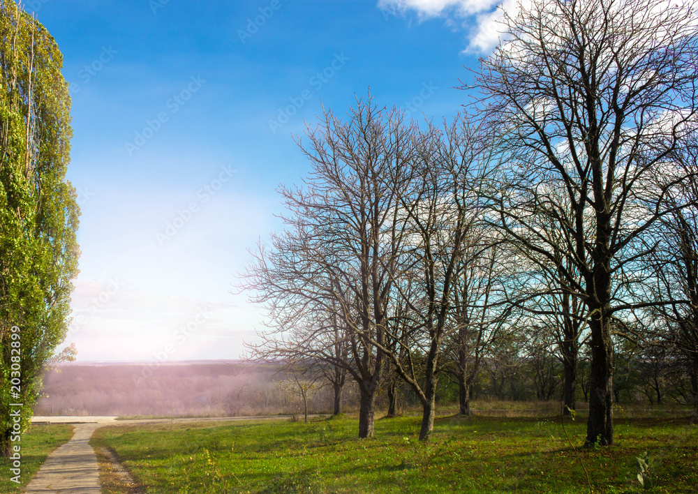 Sunset in green park. Spring background. Sunset in green park. Spring background.