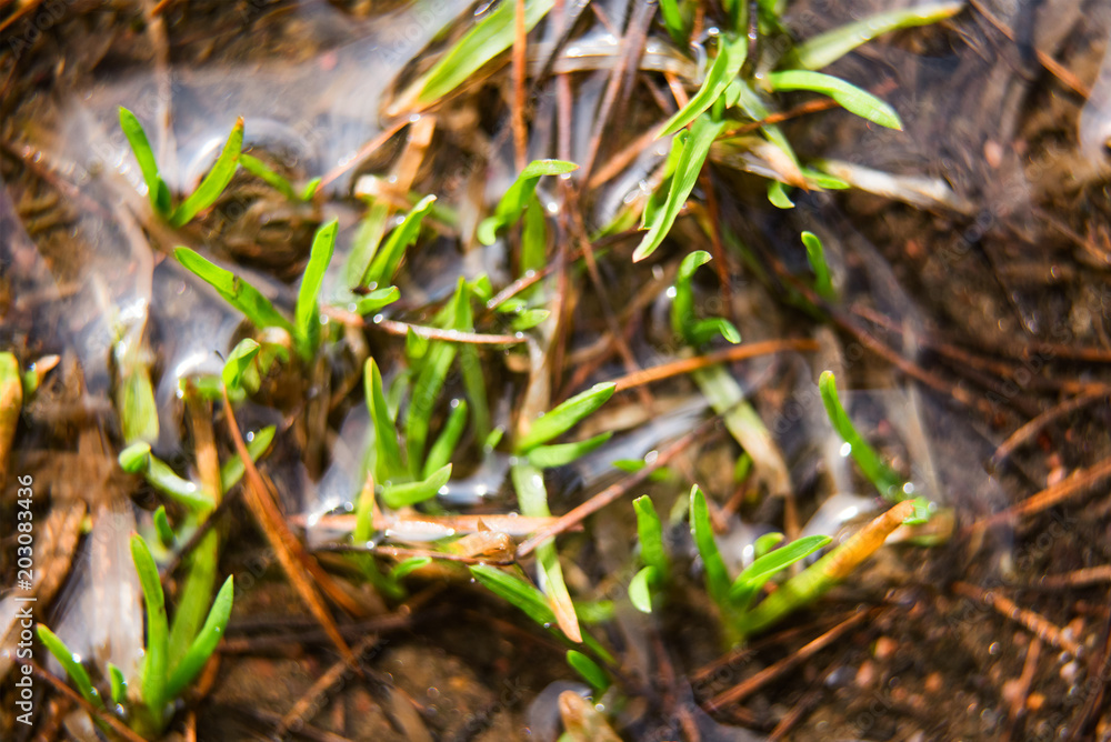 Blurred background with green grass in water macro Blurred background with green grass in water macro