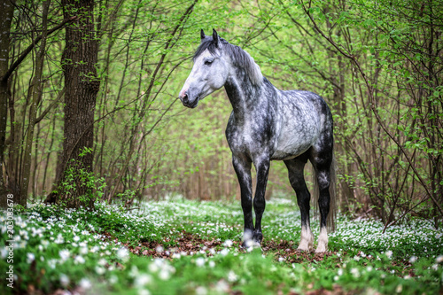 Portrait of a beautiful Arabian stallion in spring forest. © Osetrik