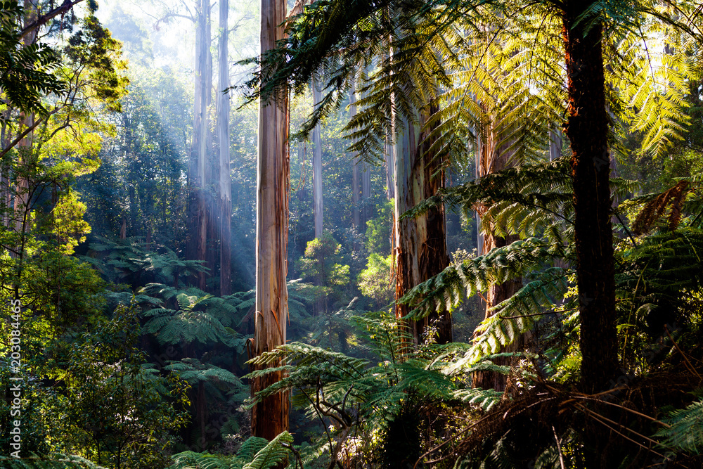 Obraz premium Natife Australian rainforest - drzewa eukaliptusowe i paprocie