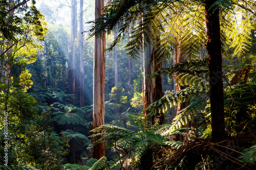Natife Australian rainforest - eucalyptus trees and ferns © Greg Brave