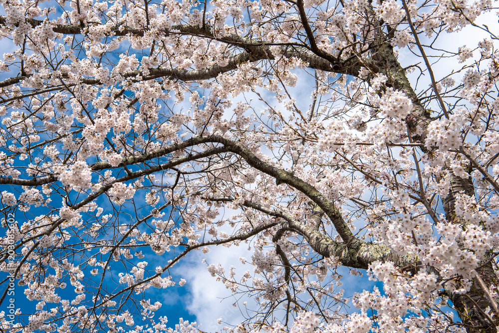 Beautiful cherry blossom sakura in spring time over blue sky Beautiful cherry blossom sakura in spring time over blue sky