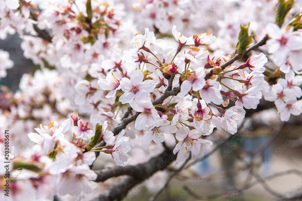 Beautiful cherry blossom sakura in spring time. Beautiful cherry blossom sakura in spring time.