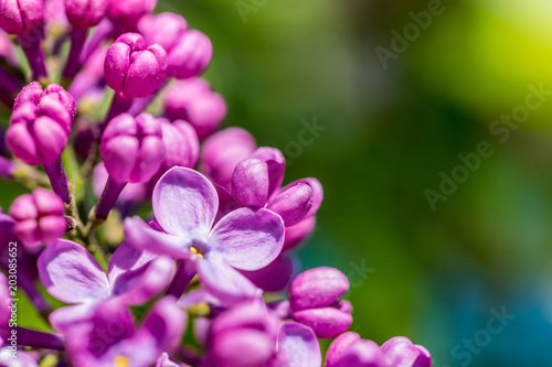 Pink flowers of spring lilac