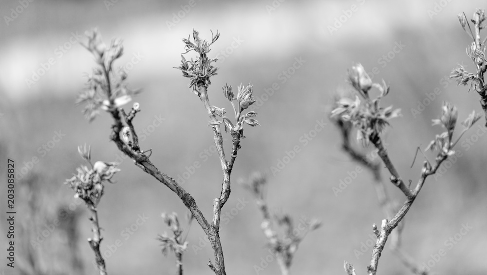 background of black and white (tinted) plant images background of black and white (tinted) plant images