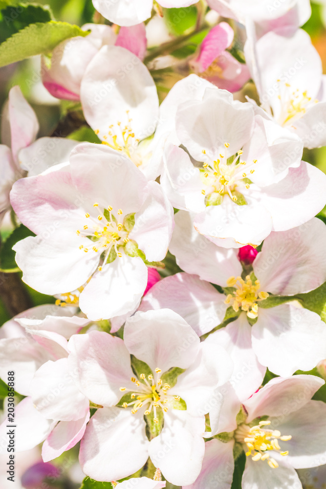 Flowers blooms in the spring. Blossoming orchard Flowers blooms in the spring. Blossoming orchard