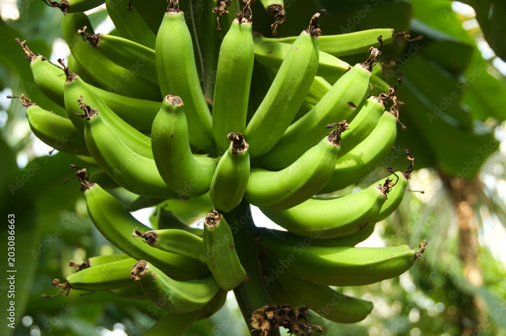 zielone banany na drzewie