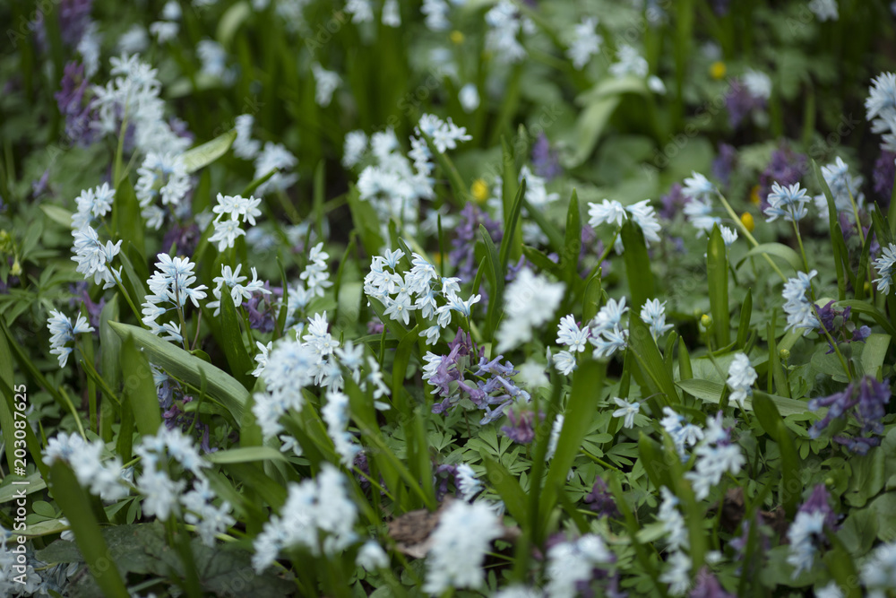 Fototapeta premium White and blue flowers on a blurred background of plants
