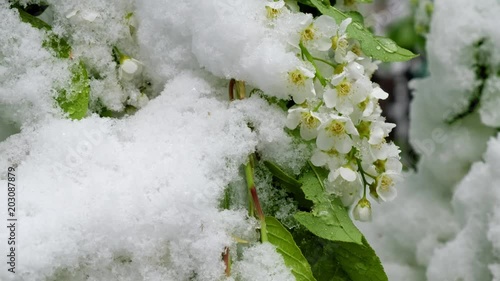 Bird-cherry flowers under the snow in late Spring snowfall in Siberia photo