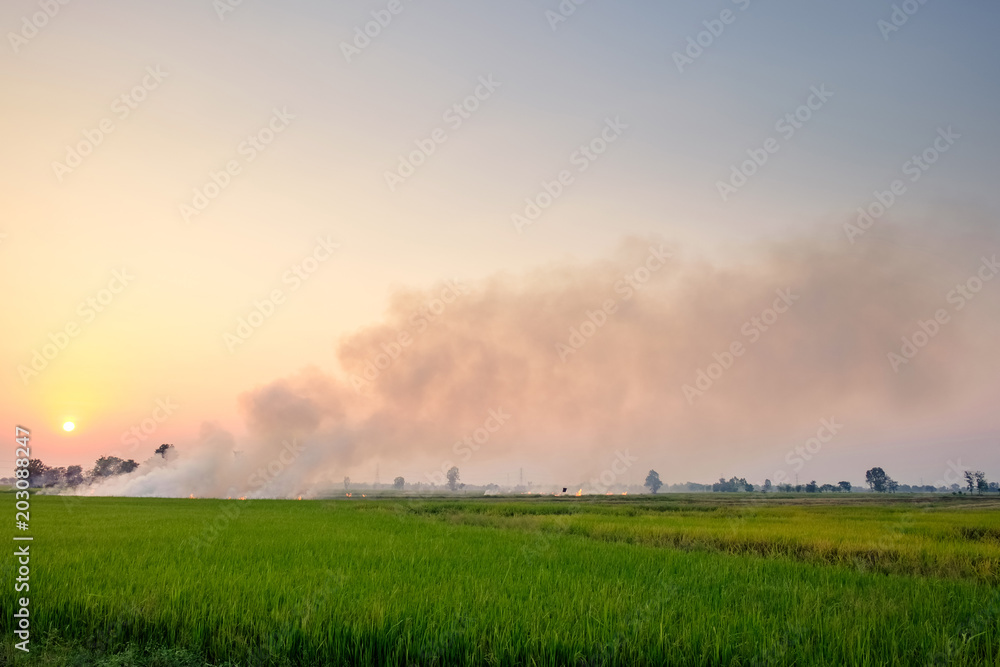 Fototapeta premium Fire and Smoke in the Rice Field