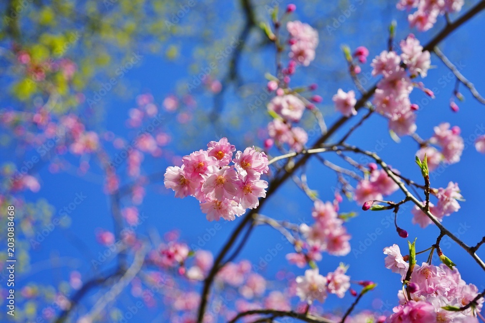 Pink blossoms of a weeping cherry prunus tree in spring