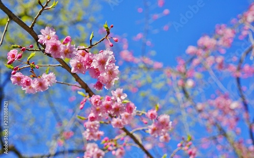 Pink blossoms of a weeping cherry prunus tree in spring
