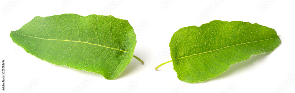 fresh eucalyptus leaves isolated on white fresh eucalyptus leaves isolated on white