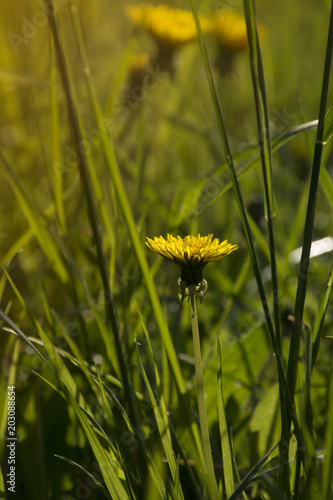 Fototapeta Naklejka Na Ścianę i Meble -  Yellow dandelions in grass in the sunlight