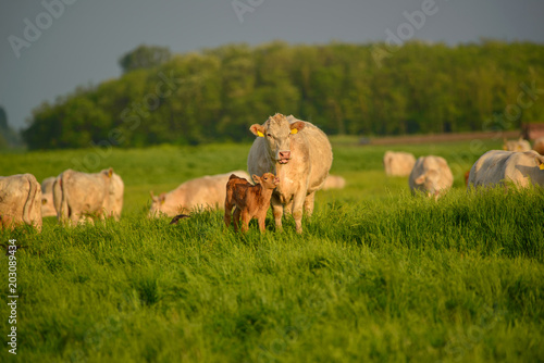 Cows and calf on the pasture