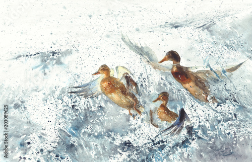 Obraz na płótnie trzy kaczki w morzu splatter tła akwarela