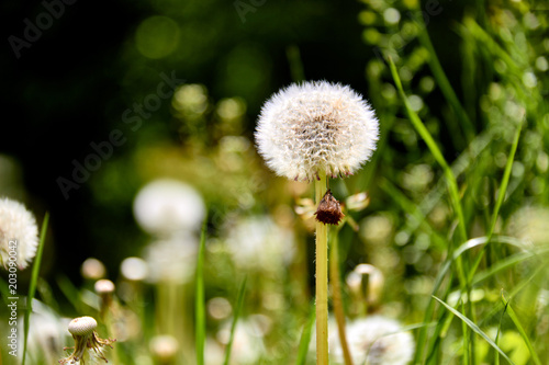 Fototapeta Naklejka Na Ścianę i Meble -  Dandelions on a sunny day./Wind, Dandelion Seed, Flying, Plant, Seed