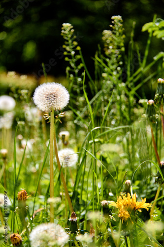 Fototapeta Naklejka Na Ścianę i Meble -  Dandelions on a sunny day./Wind, Dandelion Seed, Flying, Plant, Seed